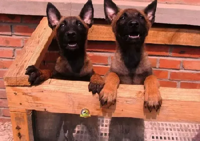 马犬|马犬被医生诊断出肺炎请医生帮忙看看