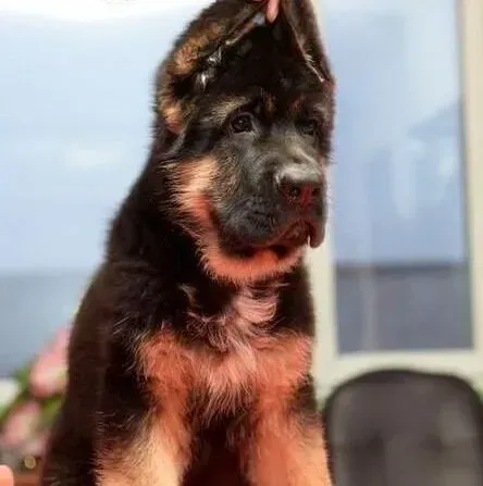 德国牧羊犬|德国牧羊犬与同伴们是如何沟通的
