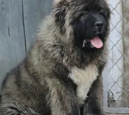 高加索犬|高加索犬肥胖症的一些相关知识