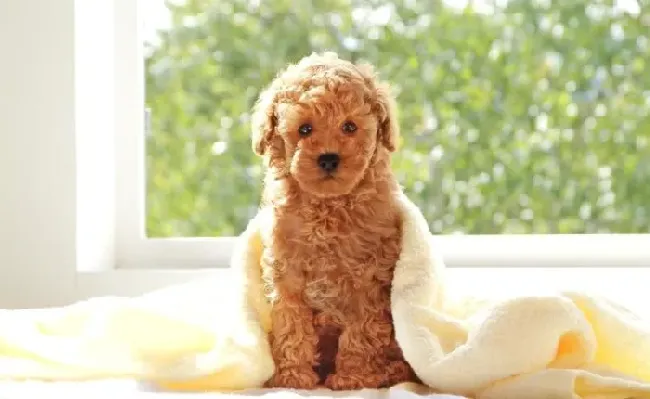 玩具贵宾犬怎么养 后躯的毛要经常给它修剪 | 玩具贵宾犬