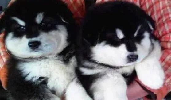 阿拉斯加犬|城市内可以饲养阿拉斯加雪橇犬吗