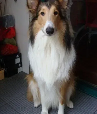 苏格兰牧羊犬|苏格兰牧羊犬在什么时候掉毛是正常表现