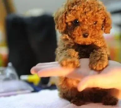 贵宾犬|贵宾犬在家生产时主人需要注意什么