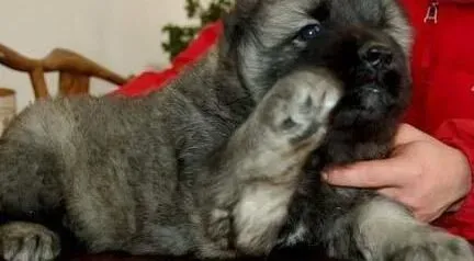 高加索犬|给高加索犬美容的制胜秘籍