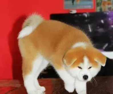 秋田犬|安全接近秋田犬的前提——养成爱护卫生的好习惯