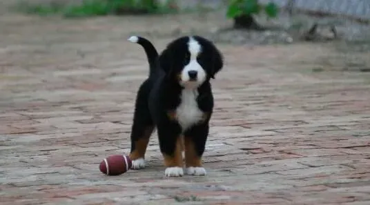 伯恩山犬|步入晚年的伯恩山犬要如何照顾