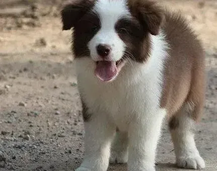 边境牧羊犬|边境牧羊犬的饲养方法大汇总