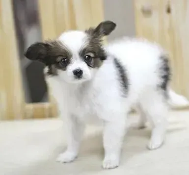 蝴蝶犬|进门一个月的蝴蝶犬晚上总是乱叫 如何是好