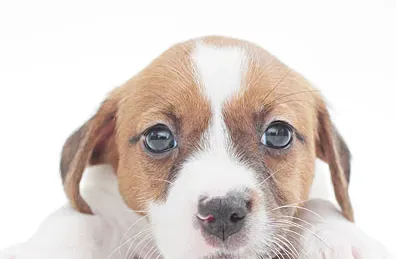 杰克罗素梗傻吗 是世界上比较聪慧的犬类 | 杰克罗素梗