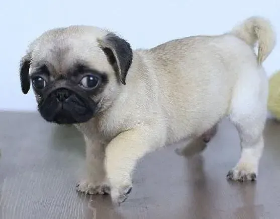 巴哥犬|操作技巧 怎样修剪巴哥犬的毛发