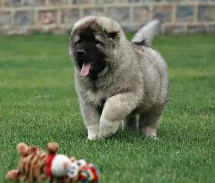 高加索犬|好习惯保健康 怎样保持高加索犬的口腔清洁避免患病