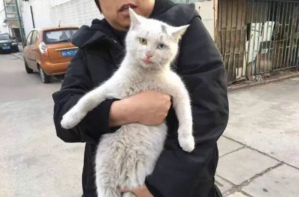 浪喵跟随回家 竟然和自家猫主子意外撞脸 | 猫