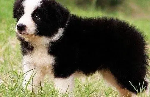 边境牧羊犬|怎样让边境牧羊犬愉快而开心的度过夏季