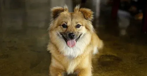 犬蛔虫会传染人吗 犬蛔虫症临床的症状 | 狗