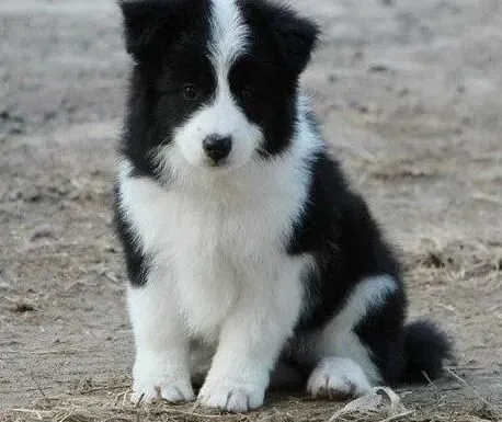 边境牧羊犬|带着边境牧羊犬爬山散步需要注意的问题