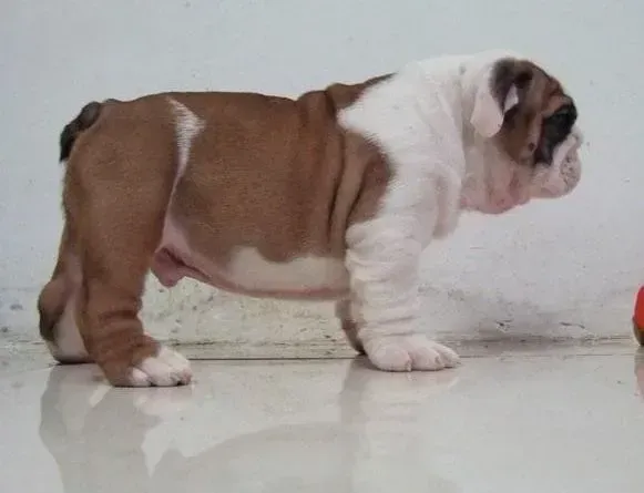 英国斗牛犬|斗牛犬身上起红点很痒是怎么了