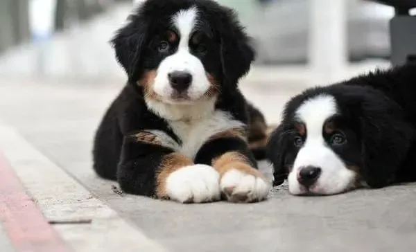 伯恩山犬|春夏秋冬需要不同的方式来喂养伯恩山犬