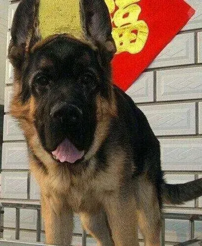 德国牧羊犬|德国牧羊犬最近喘粗气，咳嗽吃什么药好