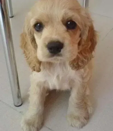 可卡犬|可卡狗狗有肠胃炎要如何进行治疗