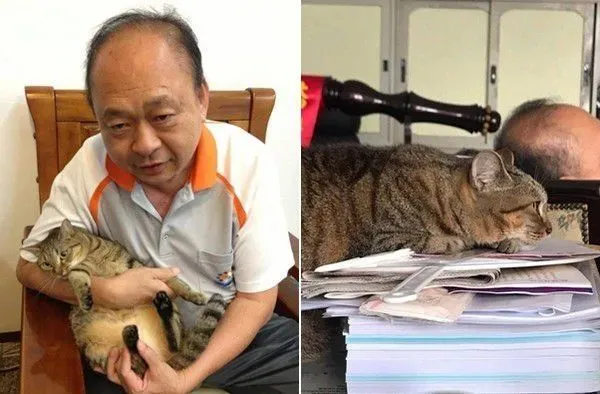 超过3秒不能吃啦 猫奴捡回饲料却招来猫拳伺候