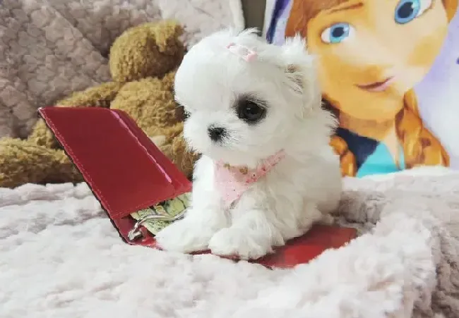 马尔济斯|马尔济斯犬不爱吃东西需要吃药调养吗