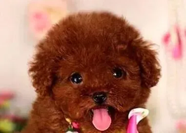 泰迪犬|泰迪犬流清鼻涕是什么原因