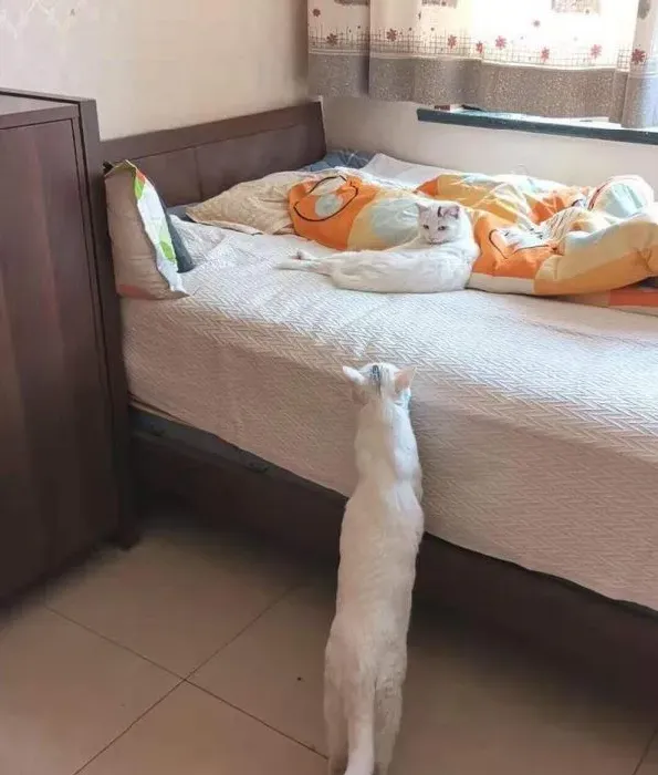 浪喵跟随回家 竟然和自家猫主子意外撞脸 | 猫