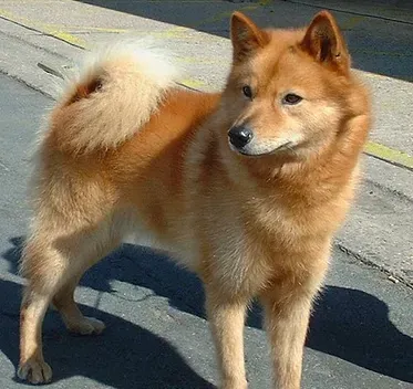 芬兰猎犬的喂食要点 狗狗不能长期吃肉 | 芬兰猎犬
