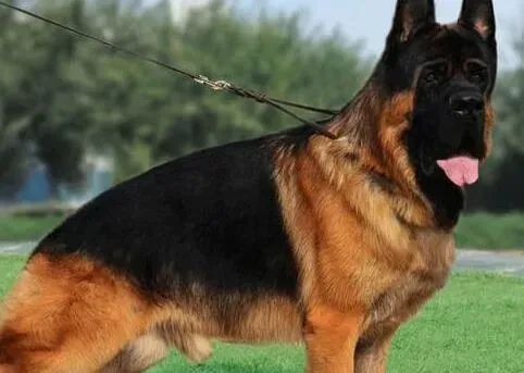 德国牧羊犬|德国牧羊犬大便成果冻状这是怎么了