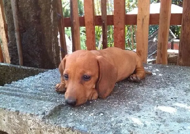 腊肠犬|简易除毛法 轻松处理腊肠犬的毛发