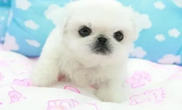 京巴狗|京巴犬完美性格的培养只需要三步