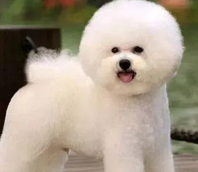 比熊犬|擦亮眼睛识别比熊犬是否存在健康隐患