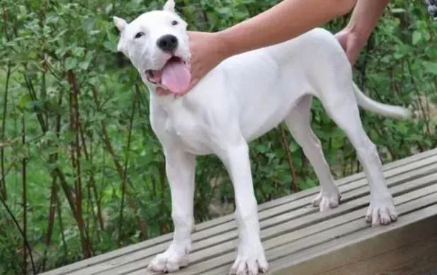 杜高犬|杜高犬一直吐是什么问题 求解答