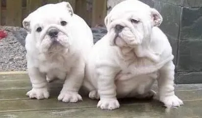 英国斗牛犬|家长如何防止斗牛犬出现过敏症状