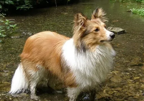 喜乐蒂牧羊犬看家能力 看家能力中等有辨识能力 | 喜乐蒂牧羊犬