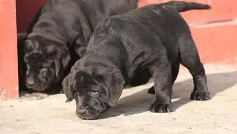 拉布拉多|百变p链 使用p链训练拉布拉多犬的技巧