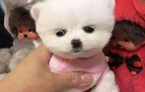 博美犬|博美犬站姿很难看应如何训练它的站姿呢