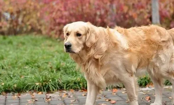 金毛|宠物专家告诉你训练金毛犬期间应注意几点