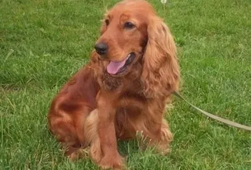可卡犬|可卡犬的日常饮食与养护小知识