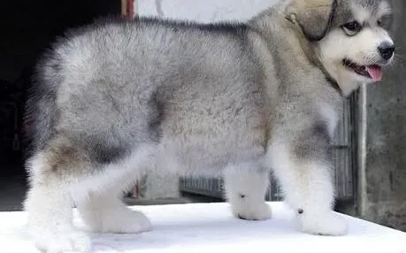 阿拉斯加犬|专家提示 定期锻炼阿拉斯加雪橇犬好处多
