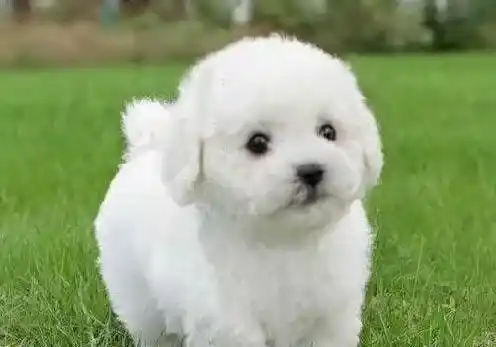 比熊犬|秋冬季节怎样给比熊犬做毛发护理