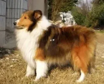 喜乐蒂|喜乐蒂犬严重掉毛跟现在的季节有关吗
