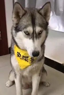 主人拿掉幻像鸡腿 汪汪瞬间从天堂掉到地狱