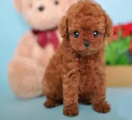 贵宾犬|贵宾犬打喷嚏伴有流涕，持续10天左右了怎么办