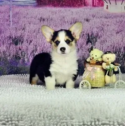 柯基犬|如何正确对待柯基犬缺钙现象