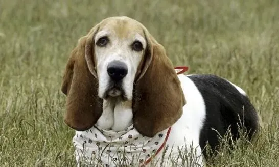 巴吉度猎犬掉毛吗 季节掉毛状况会特别严重 | 巴吉度猎犬