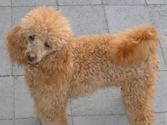 玩具贵宾犬怎么养 后躯的毛要经常给它修剪 | 玩具贵宾犬