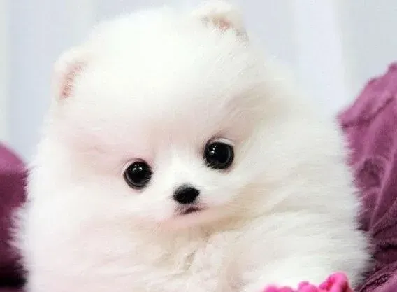 博美犬|给博美犬拔耳毛有哪些方法