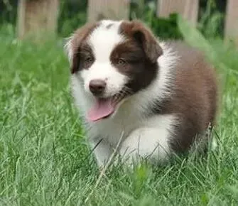 边境牧羊犬|边境牧羊犬睡觉的时候抽搐没事吧