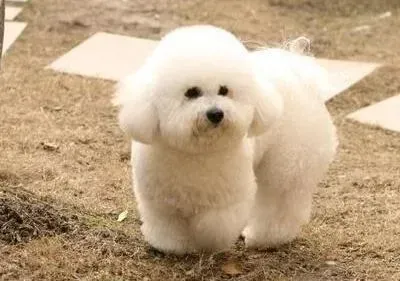 比熊犬|比熊犬打完疫苗出现干呕的情况不会有事儿吧